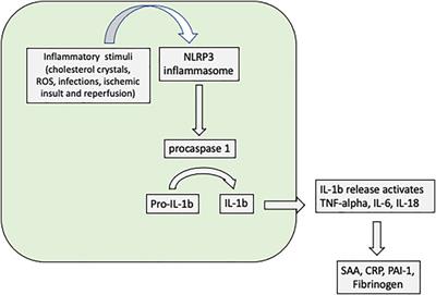 Role of Inflammation in Cardiac Remodeling After Acute Myocardial Infarction